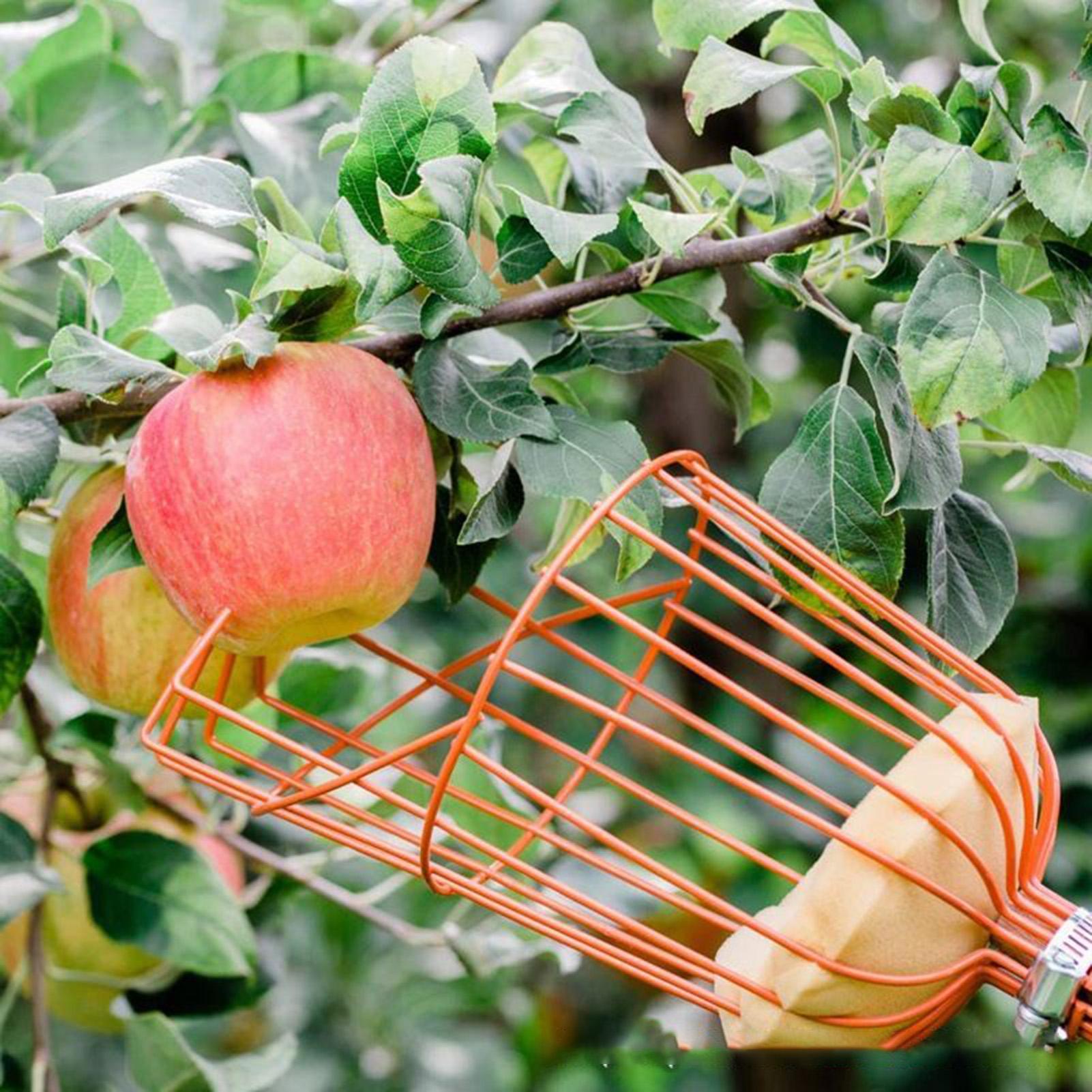 сборщик фруктов, корзина глуби – обзор и цена Gardening Tools Basket
